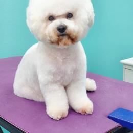 Dahlia - Bichon Frise