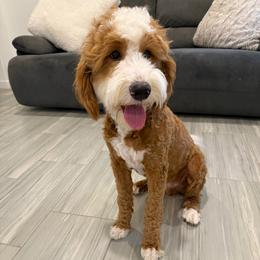 Pongo - Bernedoodle