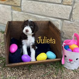 Julieta - Brown and white Sheepadoodle puppy in Cleburne, Texas from DoodlesOjoy