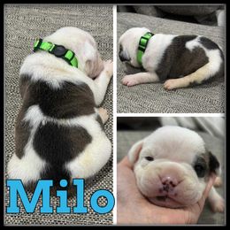 Milo - Black and white male Olde English Bulldogge puppy in Wheeler, Michigan from Haase Family Kennels
