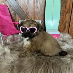 Shorkie Puppies from Shorkies R Us Breeding