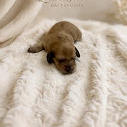Marshmallow - Cream female Dachshund puppy in Statesville, North Carolina from Lakeside Dachshunds