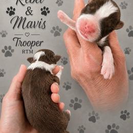 Trooper - Red tri-color male Australian Shepherd puppy in Magee, Mississippi from Paint ByNumbers Ranch