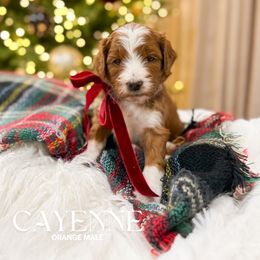 Cayenne - Red  male Goldendoodle puppy in Schulenbrug, Texas from Wright Doodles & Poodles