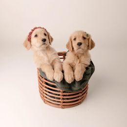 Golden Retriever Puppies from Brinton Goldens