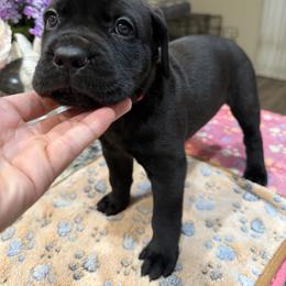 Cane Corso Puppies from KJ Cane Corso