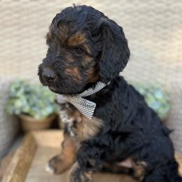 Kujo - Phantom male Bernedoodle puppy in Perrysville, Ohio from Pleasant Valley Bernedoodles