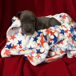 Yellow Collar Blue Female - Gloria - Blue and white female Great Dane puppy in Gainesville, Georgia from DeBruce Danes