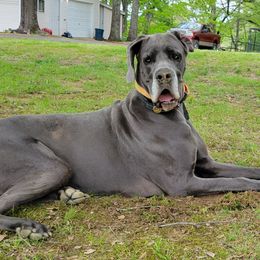 Nala - Great Dane