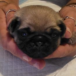 Sabo-Orange Collar - Fawn male Pug puppy in New Braunfels, Texas from Kex Pug Haus