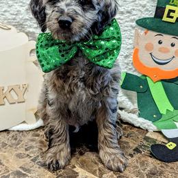 Aussiedoodle, Australian Shepherd, Bernedoodle, Cockapoo, and Poodle Puppies from Sis' Doodles & Poodles