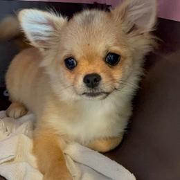 Chihuahua Puppies from ChiWowTown Chihuahuas