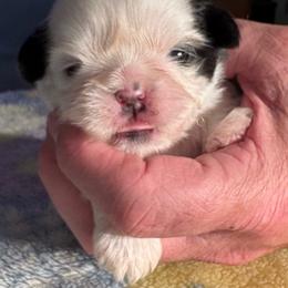 HB3 Rocky - Gold and white male Shih Tzu puppy in Madras, Oregon from Maridee’s ShihTzu