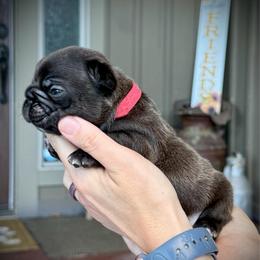 Red (Rusty) - Brindle male French Bulldog puppy in Rochester, Washington from Frenchie Bulldog Kisses