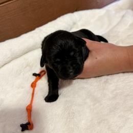 Orange - Black male Labrador Retriever puppy in At Henry, Ohio from Hickory Creek Labs