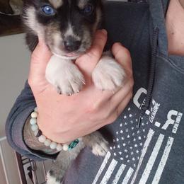 Pomsky Puppies from Bluebonnet Pomskies