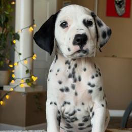 Male 2 - White and black male Dalmatian puppy in Lake Mathews, California from Bully Market