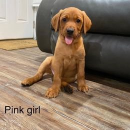 Girl 2 - Labrador Retriever puppy in North Carolina from Luvalab Kennels