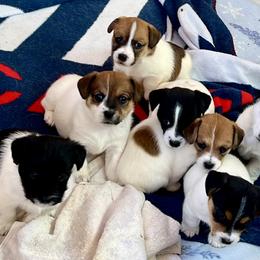 Russell Terrier puppies from Norvell Kennels