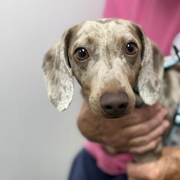 Dutton - Dachshund
