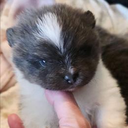 Adkpom Cosmo AKC registered 3250 - Blue and tan parti male Pomeranian puppy in Gloversville, New York from ADKPOM Adirondack Pomeranians