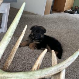 German Shepherd Puppies from S&S German Shepherds