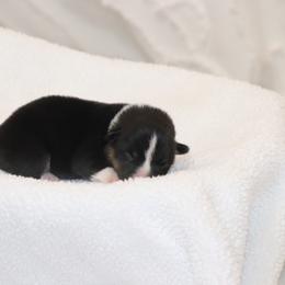 Boy 1 Blue - Black and tan male Pembroke Welsh Corgi puppy in Ville Platte, Louisiana from Flat town corgis