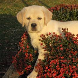 Labrador Retrievers from Maggie's Lab