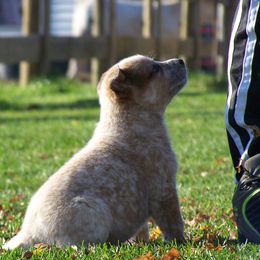 Australian Cattle Dog Puppies from Americana Farm