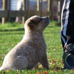 Australian Cattle Dog Puppies from Americana Farm