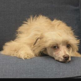 DaoDog Lancelot The Knight - Red male Chinese Crested puppy in Highland Park, Michigan from Family Kennel Dao Dog