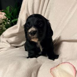 Pitbull - Black male Dachshund puppy in Kentucky from Wonderful Weiners