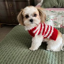 Morkie and Shorkie Puppies from Lil Luxe Pups