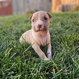 Girl 2 - Blue fawn female American Staffordshire Terrier puppy in Springfield, Illinois from Prairieland Kennels