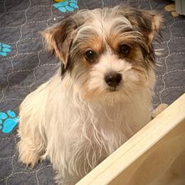 Parti' boy - Parti male Yorkshire Terrier puppy in Machesney Park, Illinois from Three Yorkie Family