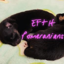 Boy 2 - Black and tan male Pomeranian puppy in Plantersville, Texas from Endure Farm & Homestead