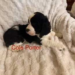 English Springer Spaniel All Grown Up from Lynn Bee Avenue