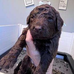 Wren, mint - Brown and white female Aussiedoodle puppy in Grand Haven, Michigan from Happy Hippy Doodles
