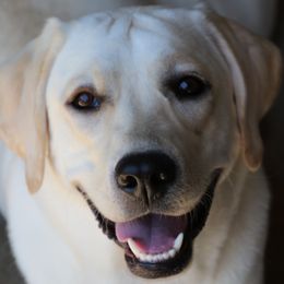 Hope - Labrador Retriever