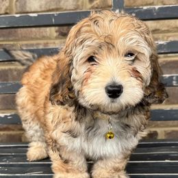 Australian Shepherds, Bernese Mountain Dogs, and Sheepadoodles from Simply Blessed Doodles