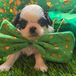 Simon - Black and white male Shih Tzu puppy in Brighton, Missouri from Morningstar's Shih Tzu