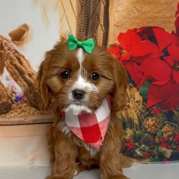 Carly - Apricot female Cavapoo puppy in Pocasset, Massachusetts from Mini Goldendoodles of Cape Cod