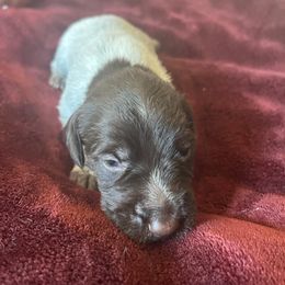 Wirehaired Pointing Griffon Puppies from Hall's TX Griffons