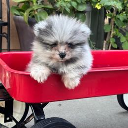 Remy - Blue merle male Pomeranian puppy in Stockton, California from lunas_poms