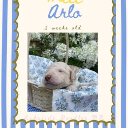 Arlo- light blue - Cream male Goldendoodle puppy in Carlton, Minnesota from Lakeside Doodles MN