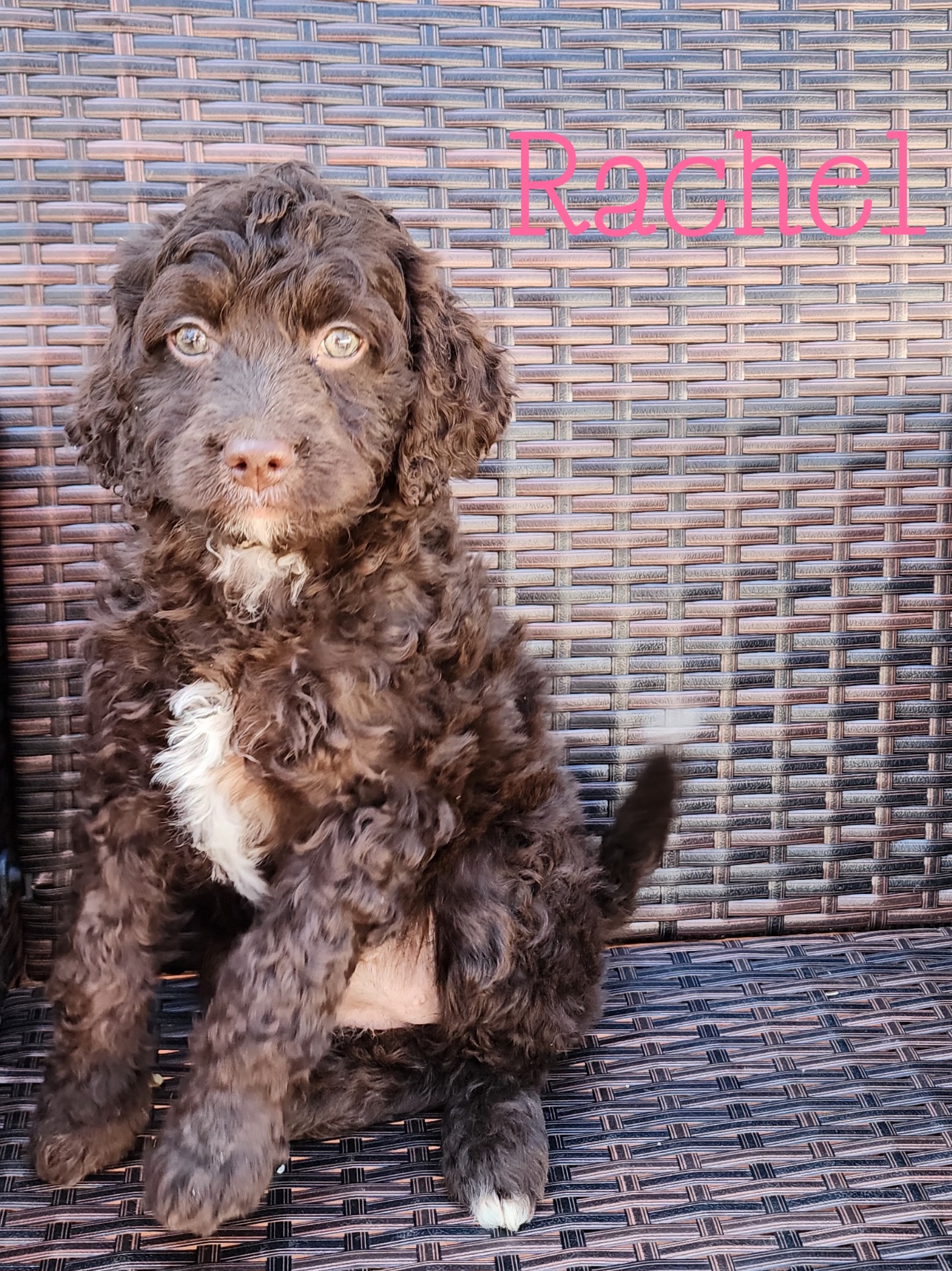 Aussiedoodles, Bernedoodles, Cavapoos, Goldendoodles, and Labradoodles from Mini Goldendoodles of Cape Cod