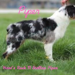 Piper - Miniature Australian Shepherd