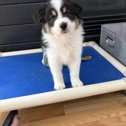Party - Black tri-color female Australian Shepherd puppy in Ballston Lake, New York from Headstrong Australian Shepherds