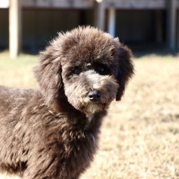 Buddy Blue - Black male Whoodle puppy in Youngstown, Florida from Wonderland’s Boujie Kennels