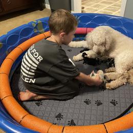 Goldendoodle Puppies from FurEver Friends Doodles
